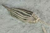 Crinoid (Macrocrinus) Fossil - Crawfordsville, Indiana #122963-2